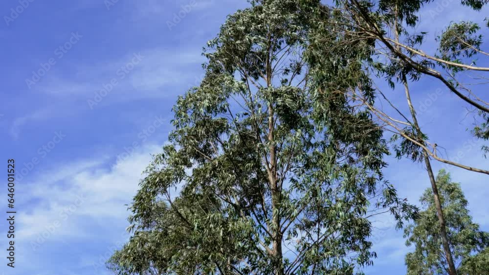 Eucalyptus trees of the wild forest on a clear blue sky background Eucalyptus trees of the wild forest on a clear blue sky background