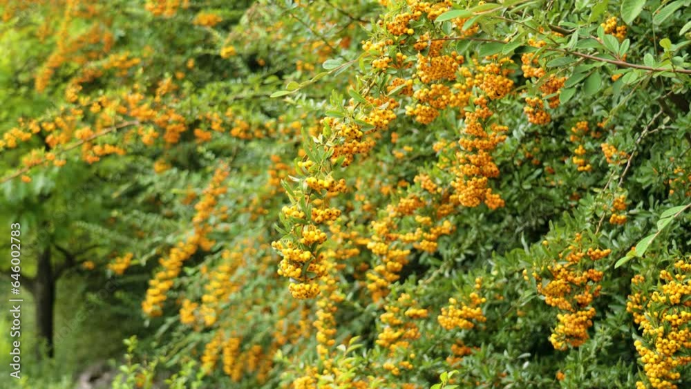 Orange seasonal berries of Firethorn or Pyracantha bush in autumn Orange seasonal berries of Firethorn or Pyracantha bush in autumn