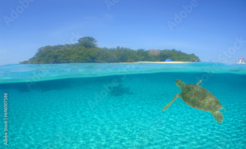 a beautiful green sea turtle in the crystal clear waters of the Caribbean Sea