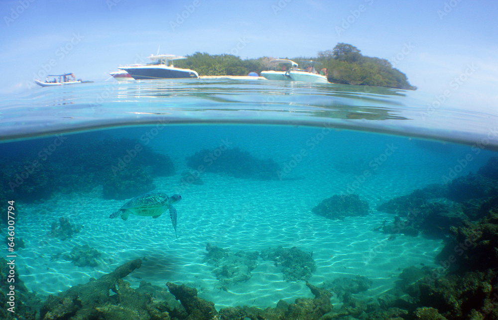 Fototapeta premium a beautiful green sea turtle in the crystal clear waters of the Caribbean Sea