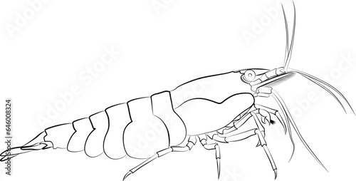 aquarium neocaridina freshwater shrimp 