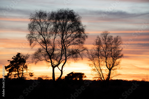 sunset with clouds and silhouette trees