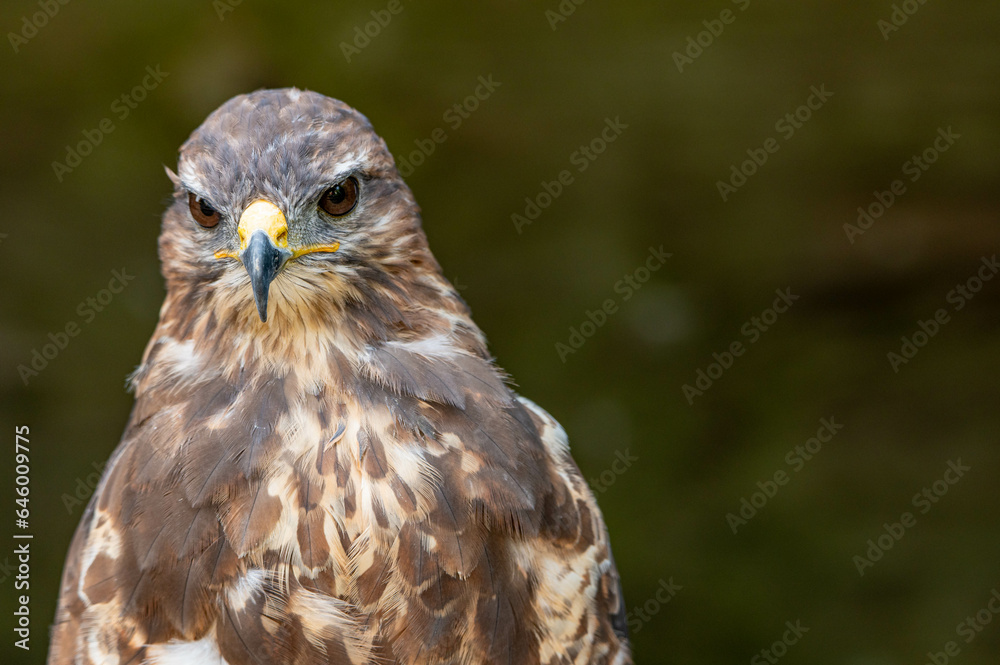 Portrait of a brown bird of prey Portrait of a brown bird of prey
