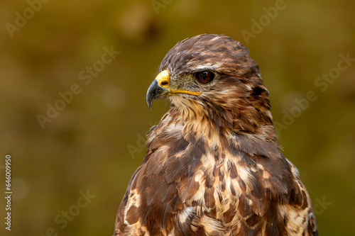 Portrait of a brown bird of prey © radek