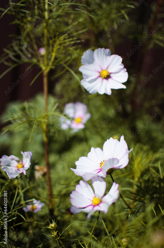 Cosmeia flowers bloom beautifully in flower beds and are a decoration for the garden Cosmeia flowers bloom beautifully in flower beds and are a decoration for the garden