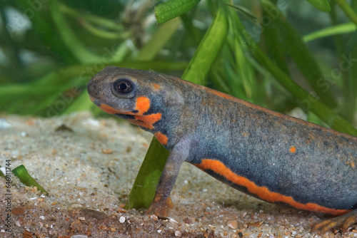 Closeup on a female of the endangered Chuxiong fire-bellied, Cynops cyanurus, in an aquarium photo