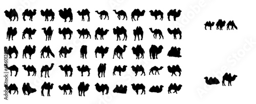 Camel (animal set)