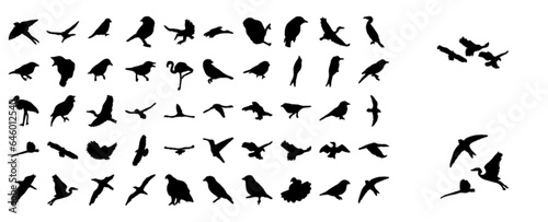 Bird (animal set)