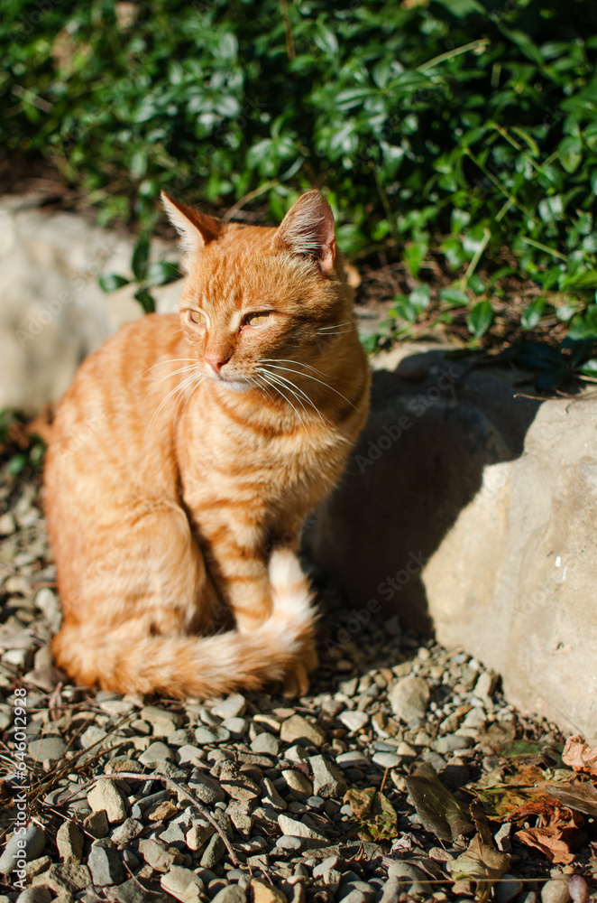 Funny little cat walking outdoors Funny little cat walking outdoors