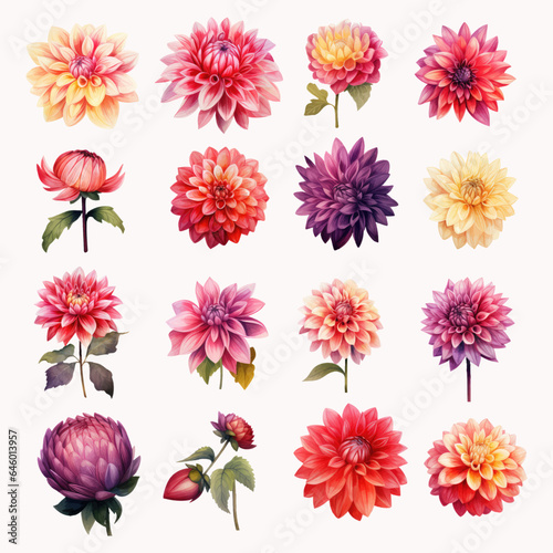 Set of Dahlia Flower Watercolor