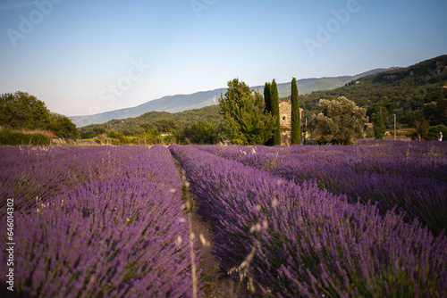 View at a small provencal cabane from a blooming lavender field at golden hour