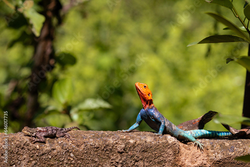Foto lizard on the ground Rainbow lizard is a common name for the common agama (Agama agama)