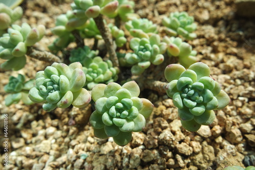 Sedum clavatum succulent on ground