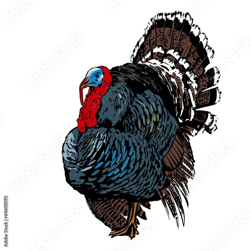 turkey simple colour sketch on white background. isolated m realistic illustration for tattoo , logo or print 