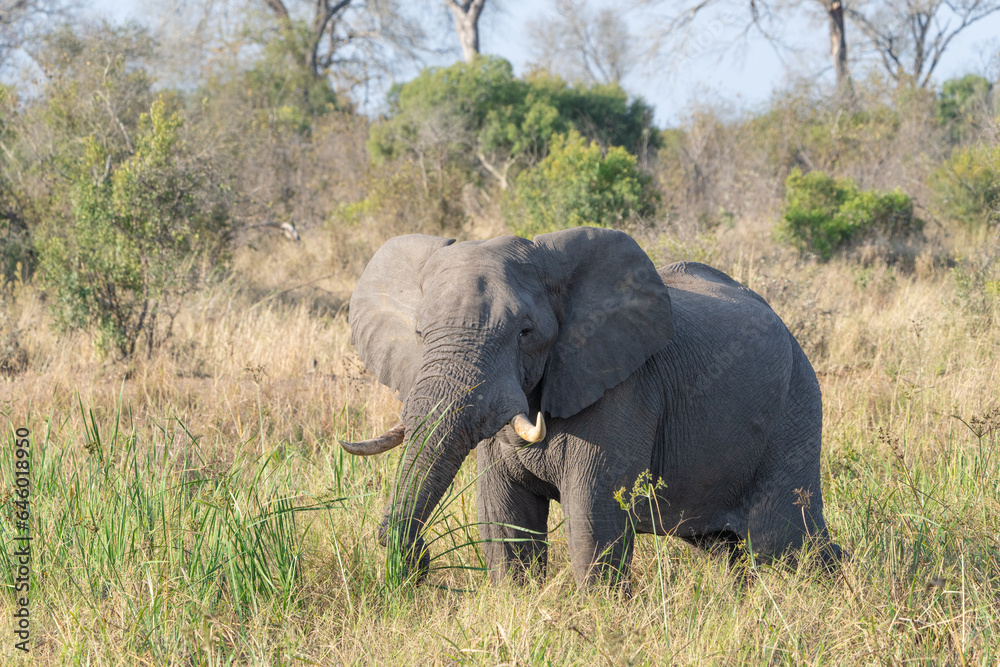 An African bull Elephant standing in the marsh feeding on lush green gras, Greater Kruger