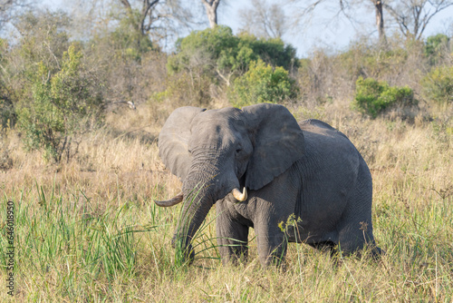 An African bull Elephant standing in the marsh feeding on lush green gras, Greater Kruger © Anna