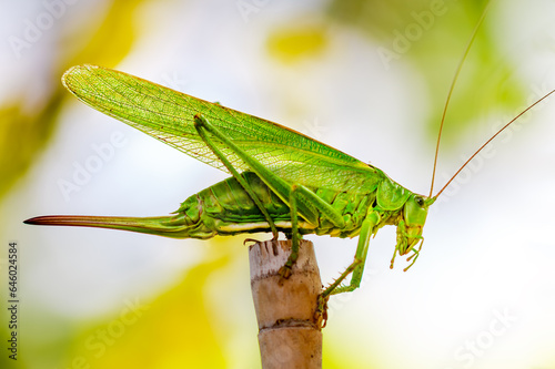 Tettigonia viridissima. Great green bush-cricket. Female Nymph sitting on grass. long horned grasshoppers insect. large species of katydid or bush-cricket. Scientific Tettigoniidae