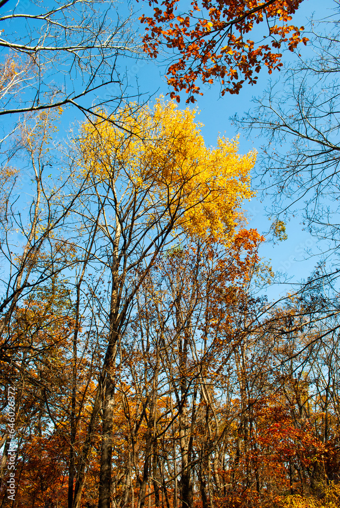 Selective focus. Autumn leaves. Beautiful autumn background. October Selective focus. Autumn leaves. Beautiful autumn background. October