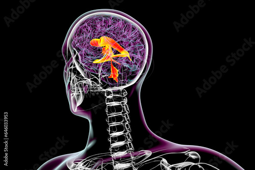 Ventricular system of the brain, 3D illustration photo