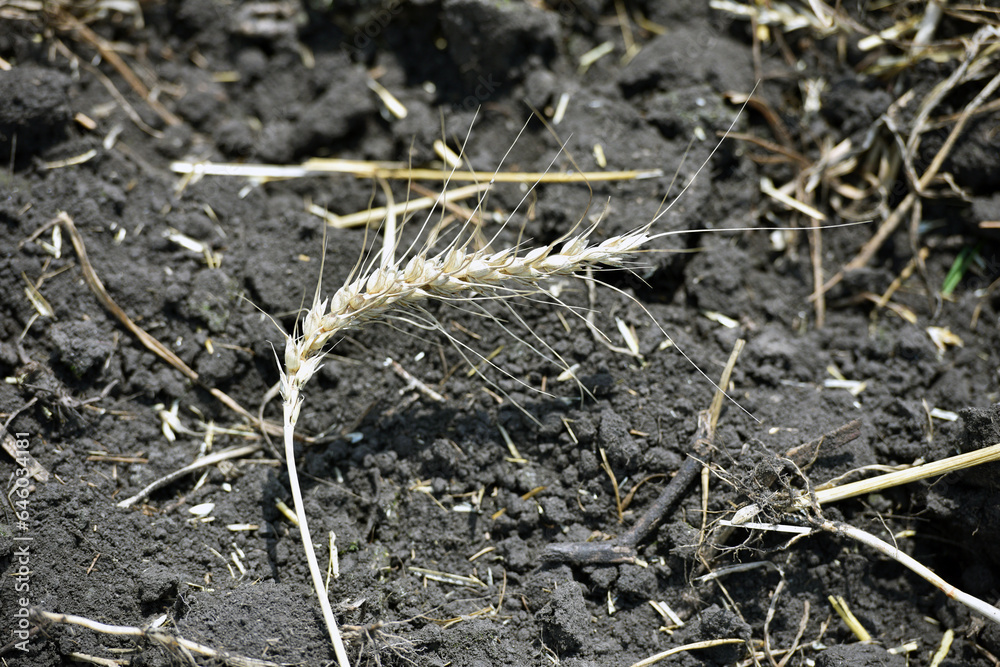 spikelet of wheat on the ground. Ripe large ears of wheat. Close-up. rich summer harvest, farming, agricultural industry for food. Spot focus on spikelet. Global warming and climate change theme spikelet of wheat on the ground. Ripe large ears of wheat. Close-up. rich summer harvest, farming, agricultural industry for food. Spot focus on spikelet. Global warming and climate change theme