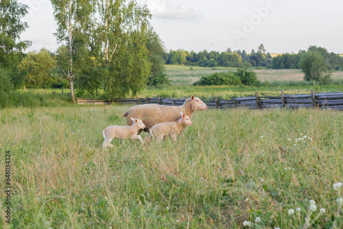 Sheep on a green meadow. Little lambs walk next to mother sheep.