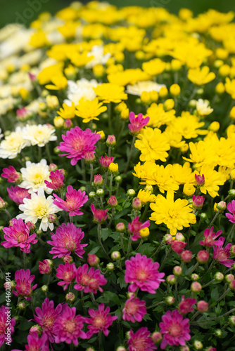 close up of purple yellow and white garden mums or chrysanthemums for fall gardening or autumn flower display at market multicolor colorful display of flowers in pot for garden vertical floral image