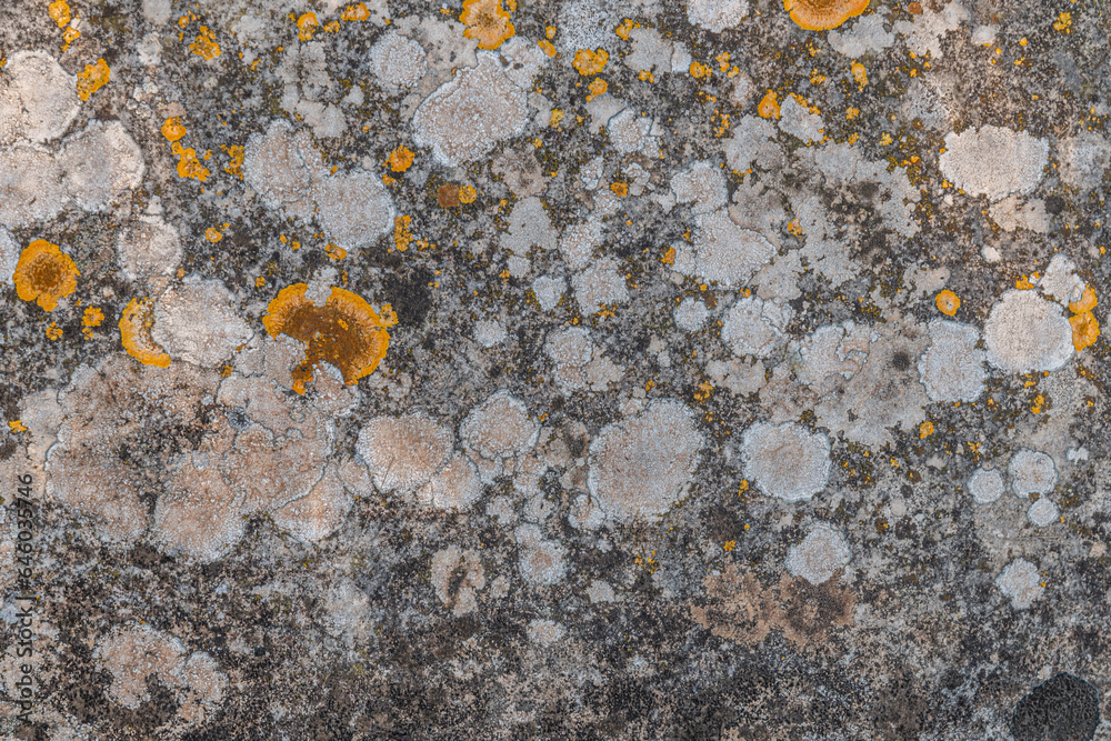 abstract background of an old stone overgrown with lichen close up abstract background of an old stone overgrown with lichen close up