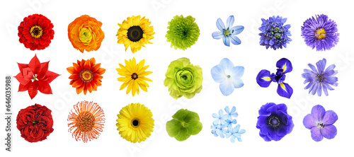Set of different colorful flowers (rainbow) isolated on white or transparent background. Top view. © Ortis