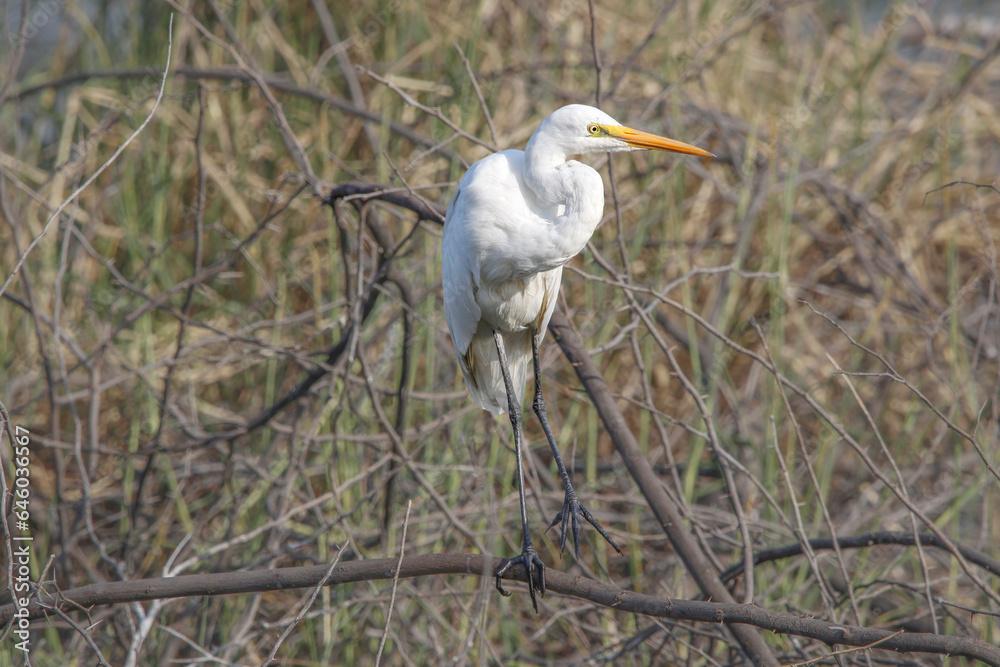 Dramatic movement of great egret near lake. Beautiful wall paintings or posters Seasonal greetings of white bird. Cool image