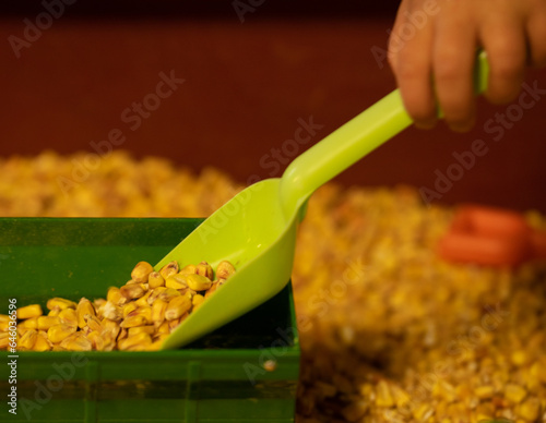 close up of child's hands playing with miniature farm equipment and corn kernels at local fair using light  green scoop to transport corn into toy farm wagon educational booth at fair exhibit