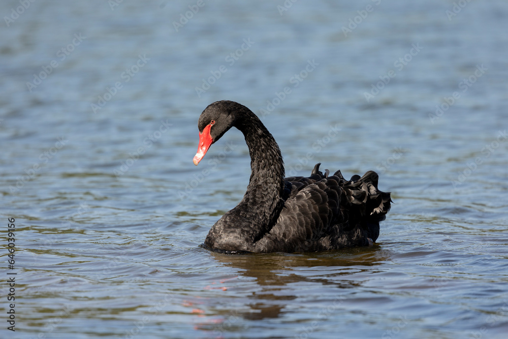 Obraz premium Black swan, Cygnus atratus,
