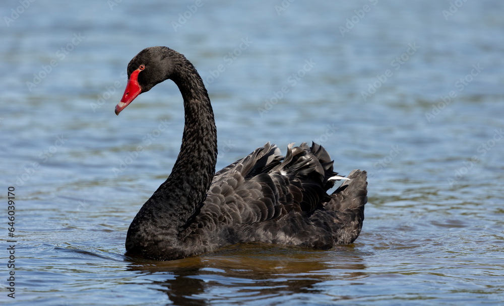 Fototapeta premium Black swan, Cygnus atratus,