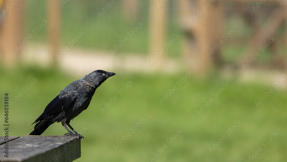 The western jackdaw Coloeus monedula Eurasian jackdaw in the park. European jackdaw on the bench The western jackdaw Coloeus monedula Eurasian jackdaw in the park. European jackdaw on the bench