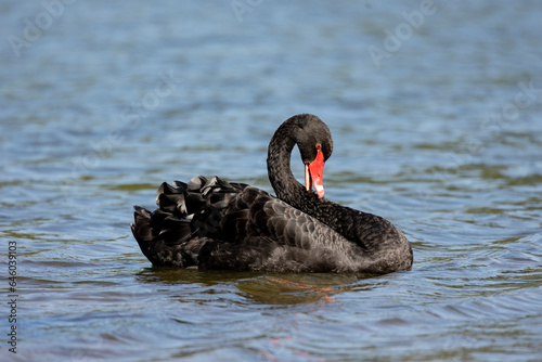 Black swan, Cygnus atratus, © © Raymond Orton