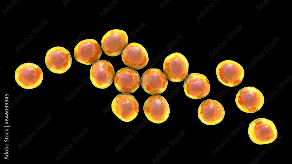 Staphylococcus bacteria, 3D illustration. Staphylococcus bacteria, 3D illustration.