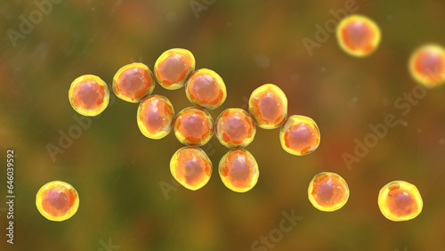 Staphylococcus bacteria, 3D illustration. photo