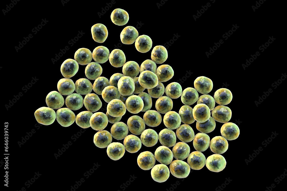 Staphylococcus bacteria, 3D illustration. Staphylococcus bacteria, 3D illustration.