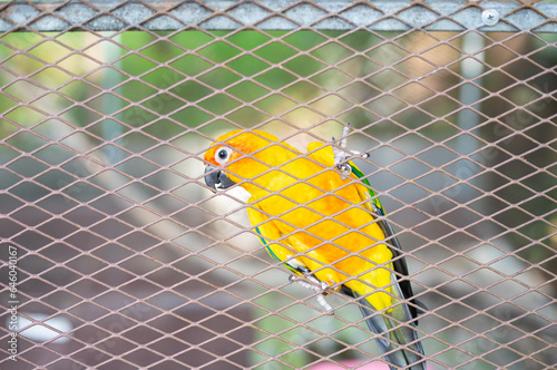 Sun Conure Parrots
