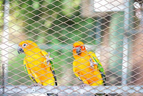 Sun Conure Parrots
