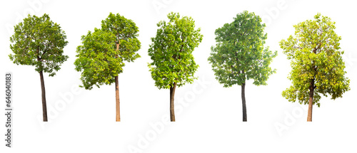 Isolated trees collection on white background
