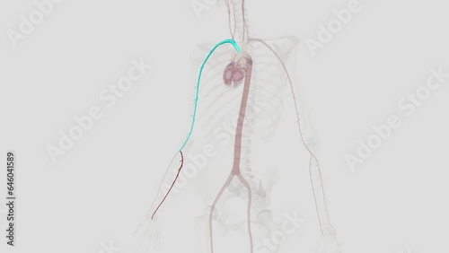 The ulnar artery is the main blood vessel, with oxygenated blood, of the medial aspects of the forearm photo