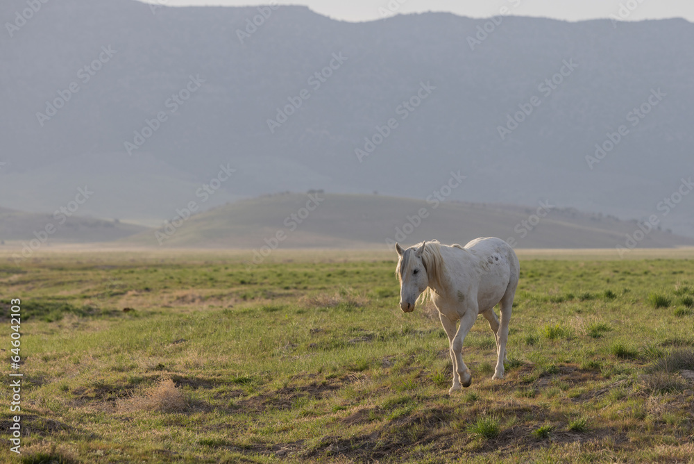 Wild Horse in Springtime in the Utah Desert