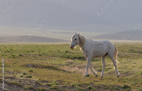 Fototapeta Naklejka Na Ścianę i Meble -  Wild Horse in Springtime in the Utah Desert