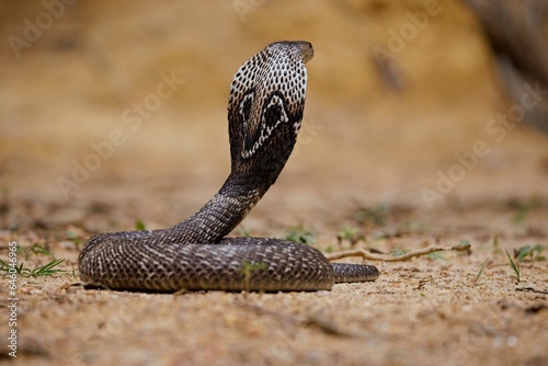 The Indian cobra, also known as the spectacled cobra, Asian cobra, or binocellate cobra, is a species of the genus Naja found, in India, Pakistan, Bangladesh, Sri Lanka, Nepal, and Bhutan,