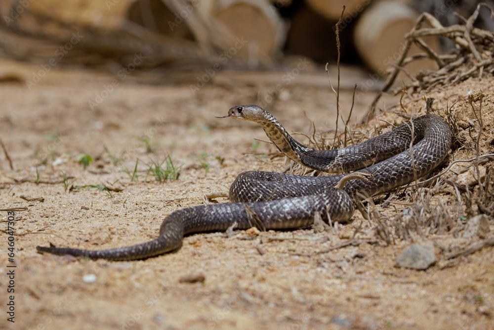 The Indian cobra, also known as the spectacled cobra, Asian cobra, or binocellate cobra, is a species of the genus Naja found, in India, Pakistan, Bangladesh, Sri Lanka, Nepal, and Bhutan, The Indian cobra, also known as the spectacled cobra, Asian cobra, or binocellate cobra, is a species of the genus Naja found, in India, Pakistan, Bangladesh, Sri Lanka, Nepal, and Bhutan,