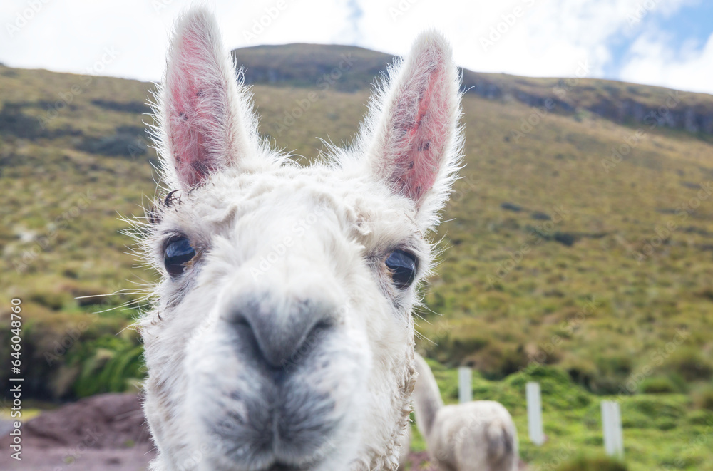 Fototapeta premium Llama