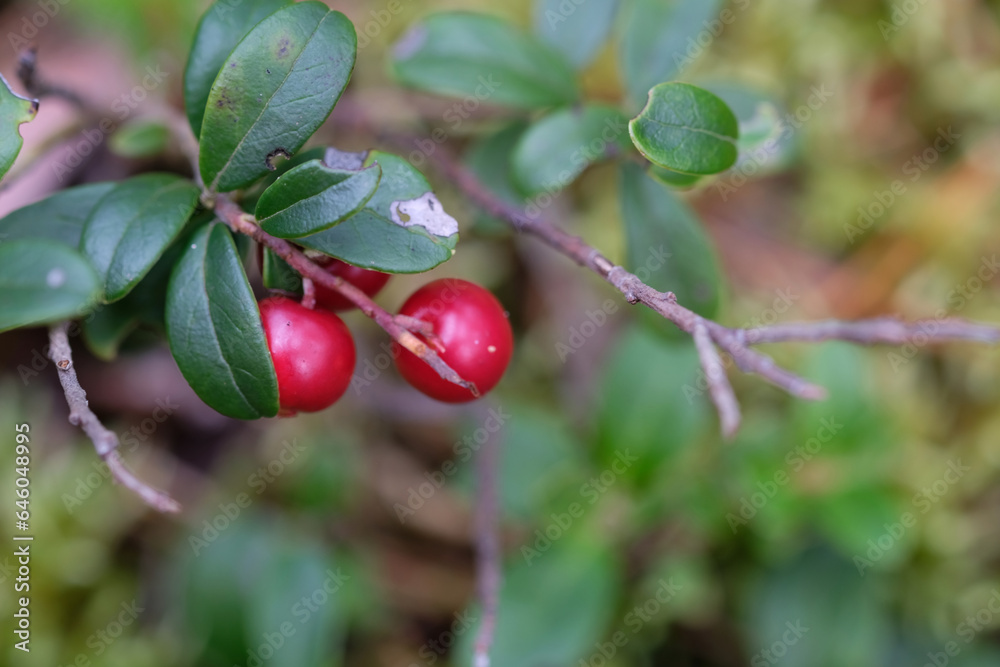 red berries on a branch red berries on a branch