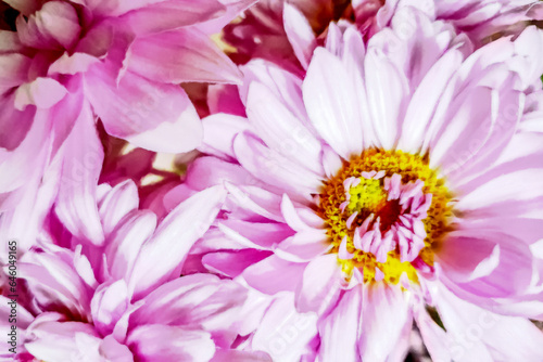 floral background of pink chrysanthemums