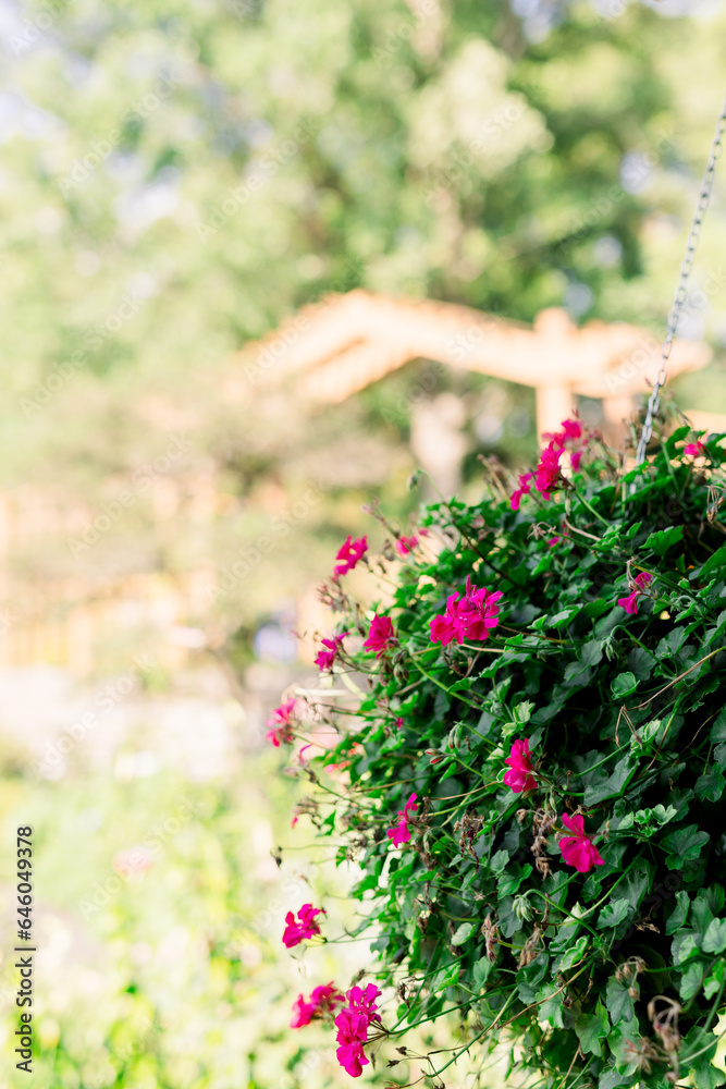 A green hanging flower pot with pink flowers in a garden A green hanging flower pot with pink flowers in a garden