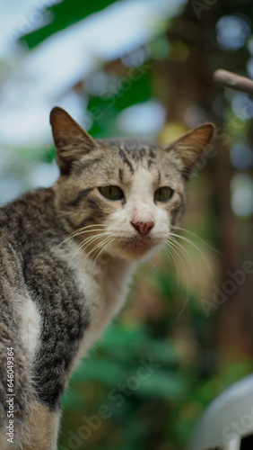 Close-up photo of cat looking away against blurred garden background.